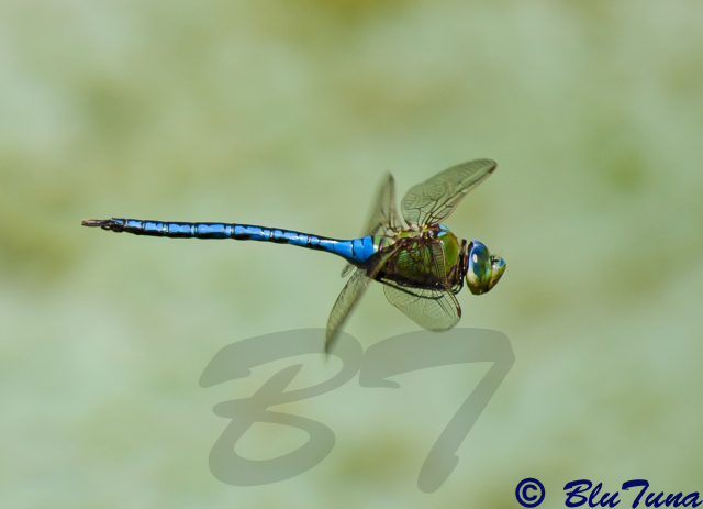 Blue Emperor (Dragonflies and damselflies of Namibia and Botswana) ·  iNaturalist