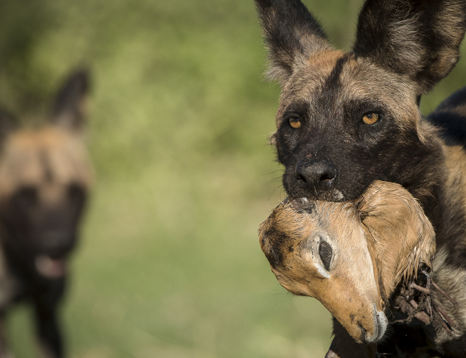 cute baby african wild dogs