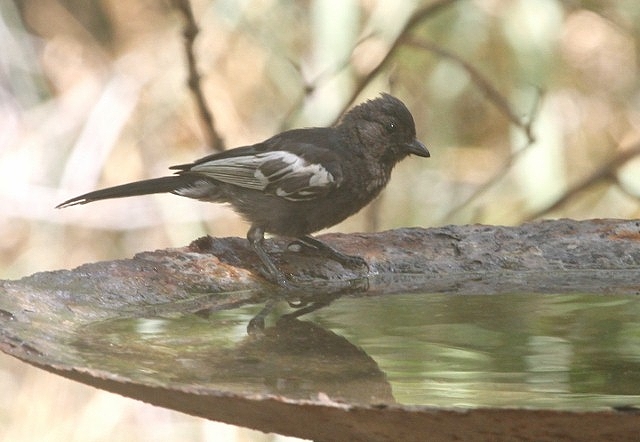 CONFUSING BIRDS in NAMIBIA – BLACK TITS