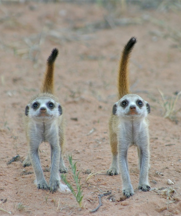why do meerkats make different calls