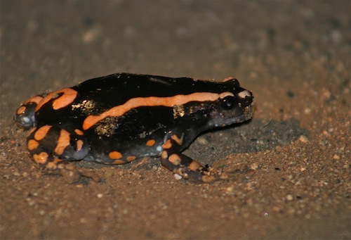 Aw Amphibian Book Frogs Toads Photos Descriptions Africa Wild