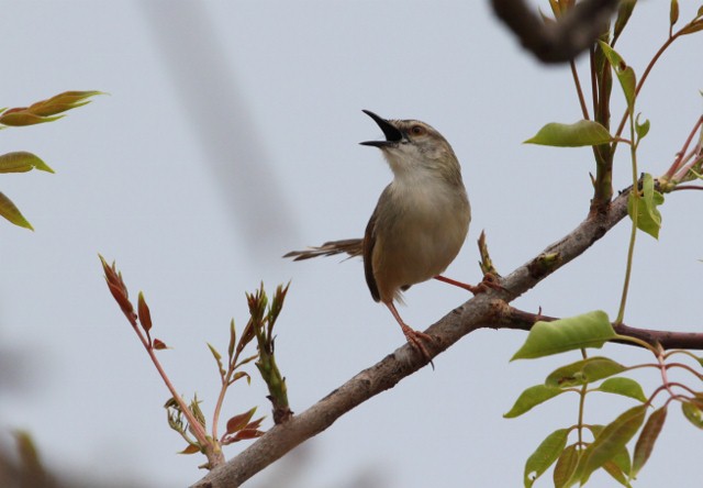 Tawny-flanked prinia - Wikipedia