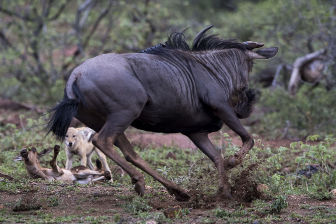 Chasing Mpumalanga's Black Leopard