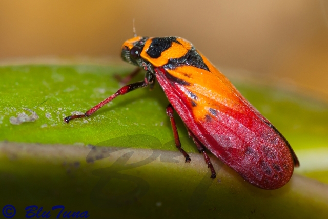 Cercopidae spittle-bugs (Hemiptera, Cicadomorpha) of Madagascar: a