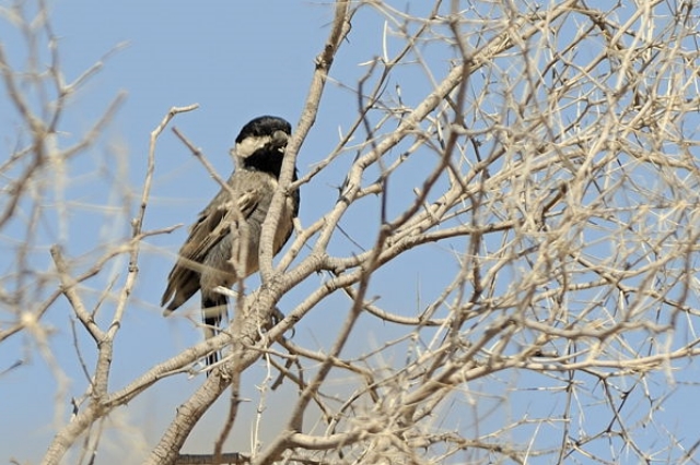 CONFUSING BIRDS in NAMIBIA – BLACK TITS