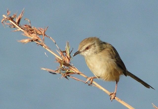 Tawny-flanked prinia - Wikipedia