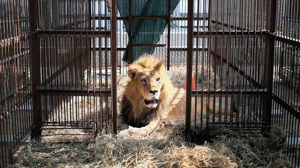 Lion Bones Are Profitable for Breeders, and Poachers - The New