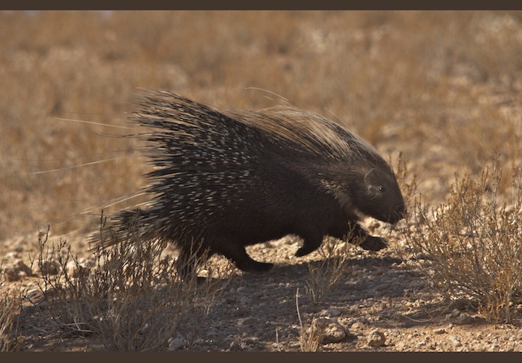 Honey Badger vs. Crested Porcupine
