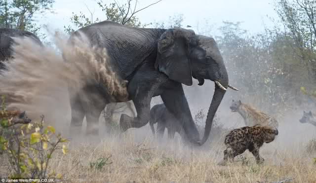 African Elephant - Africa Wild