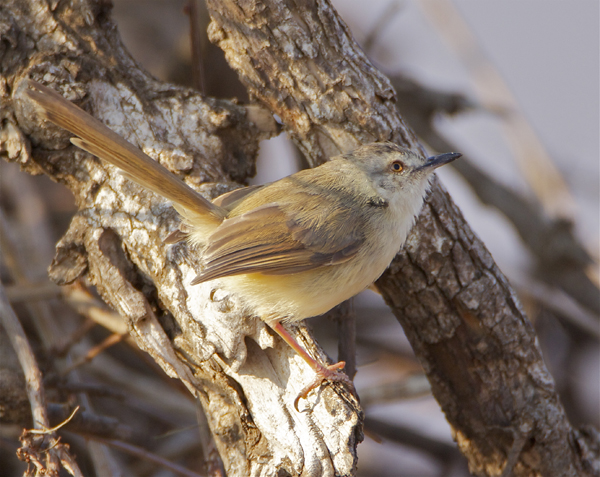 Tawny-flanked prinia - Wikipedia