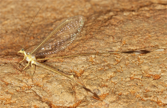 AW Insect Book: Antlions, Lacewings (Neuroptera) - Page 2 - Africa