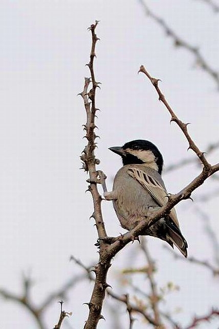 CONFUSING BIRDS in NAMIBIA – BLACK TITS