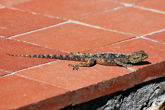 Namo, the lizard catcher, Gallery posted by Thunjai Narissa