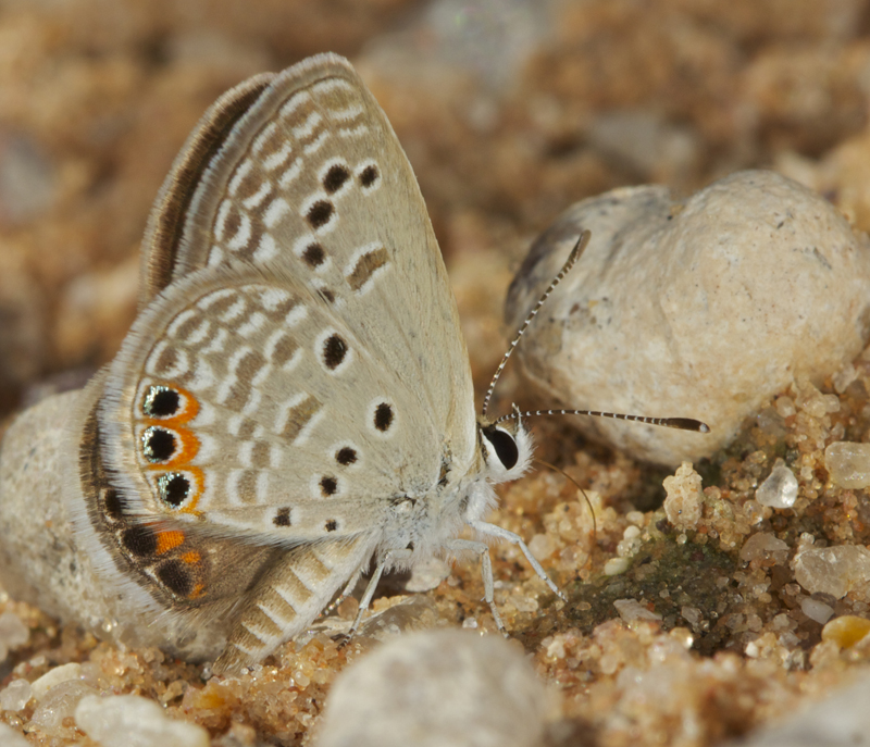 Africa Wild Insect Book Butterflies (Lepidoptera) Page