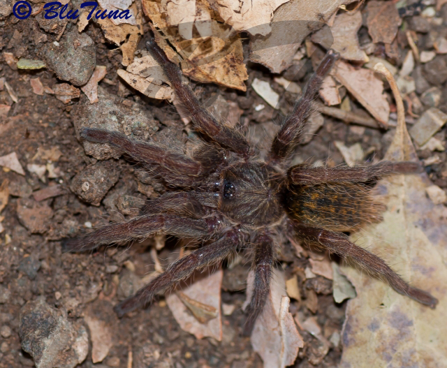 New trapdoor spider species found in arid Karoo region