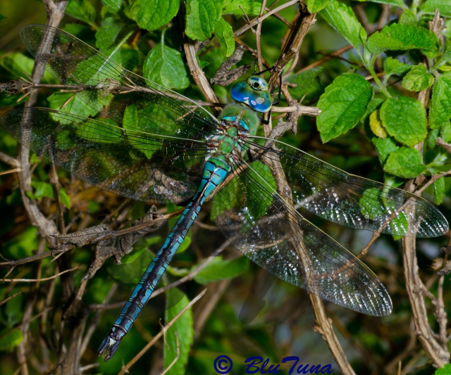 Blue Emperor (Dragonflies and damselflies of Namibia and Botswana) ·  iNaturalist